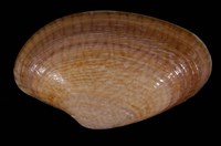 藏品(山瓜子簾蛤)的圖片